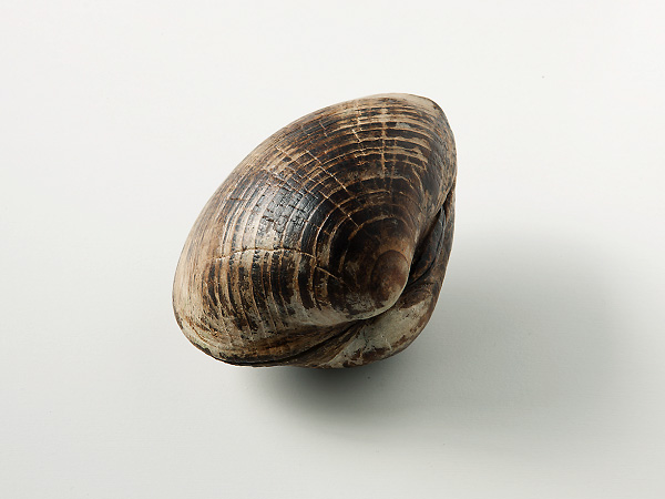蛤に就いてⅠ2014年  榧一本彫	11.5 x 9.0 x H 7.0 cm