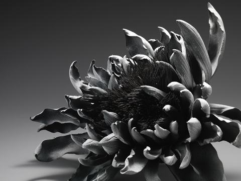  蝕花      H:23.6  W:33.5 cm